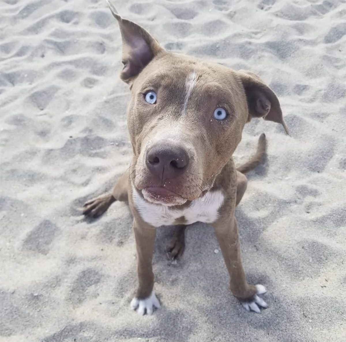 dog standing in the sand