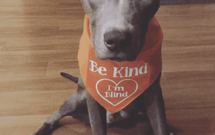 dog wearing collar