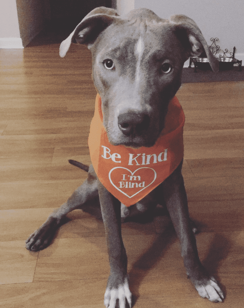 dog wearing collar